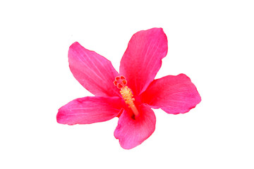 Fototapeta na wymiar Hawaiian hibiscus flower isolated