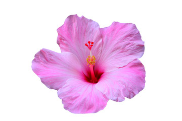 Hawaiian hibiscus flower isolated