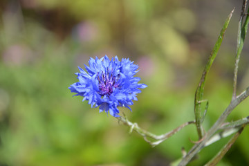 Blaue Blume
