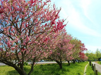 ももの花　風景　春　道　茨城