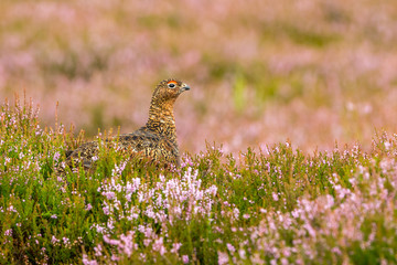 Red Grouse male in natural moorland habitat with purple heather and grasses.  Facing right.  Landscape, horizontal.  Space for copy