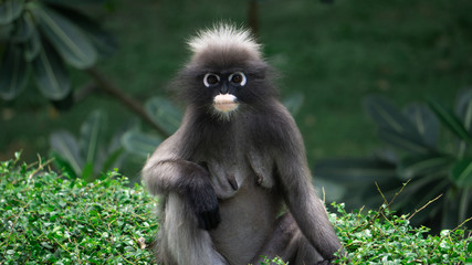  The monkey mother sitting on the tree. looks cool