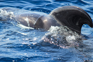 Pilot whales (Globicephala melas) in the atlantic ocean at canary island tenerife