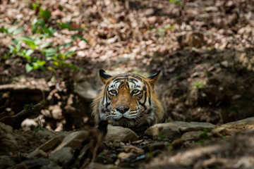 A dashing and handsome looking royal bengal wild male tiger portrait with an eye contact. This Adult Male Tiger has Lovely mane and beard at Ranthambore National Park, Rajasthan, India, Asia