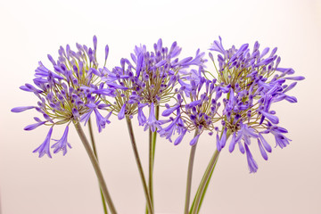 Obraz premium blue agapanthus flower on a white background