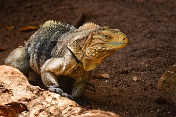 iguana on rock
