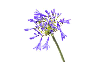 Obraz premium blue agapanthus flower on a white background