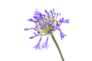 blue agapanthus flower on a white background