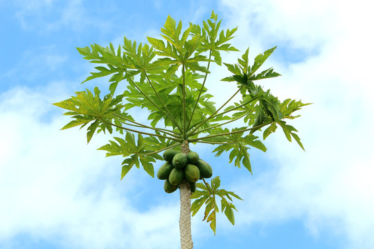 Hawaiian papaya tropical fruit tree 