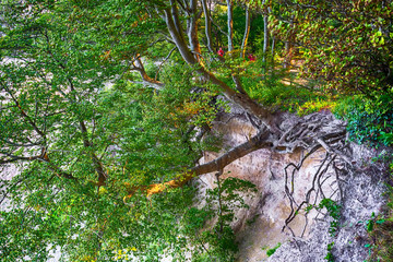 Beautiful forest on the side of a mountain.
