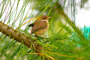 little chick sits on a tree branch