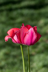 Cheerful red tulips background