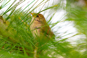 little chick sits on a tree branch