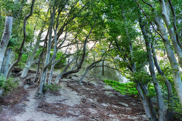 Obraz premium Beautiful forest on the side of a mountain.