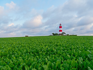 Fototapeta na wymiar Happisburgh lighthouse surrounded by a field of sugar beet on a summer evening on the Norfolk coast.