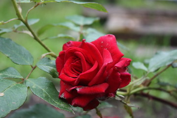 red rose in garden