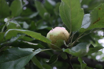 apple on tree