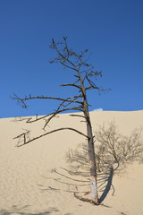 Kahler Baum in Düne