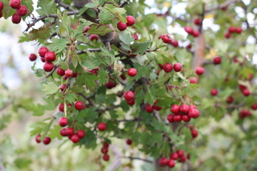 Obraz premium Red fruit of Crataegus monogyna, known as hawthorn or single-seeded hawthorn may, mayblossom, maythorn, quickthorn, whitethorn, motherdie, haw