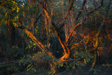 Baum im Sonnenaufgang