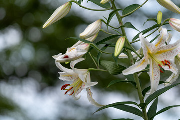 Flower of gold-banded lily, Lilium auratum