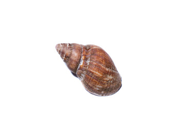 isolated snail shell white background