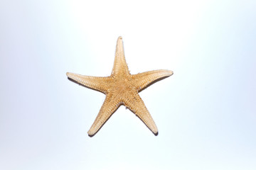Fototapeta na wymiar isolated starfish white background
