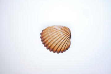 isolated sea shell white background