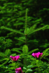 green leaf with water drops