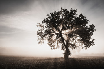 Single tree in the fog