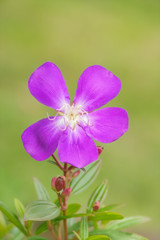 Wild flower from Taiwan