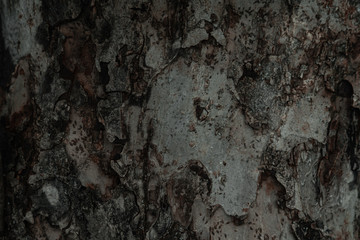 Tree bark texture background. Dry surface. Eco nature concept