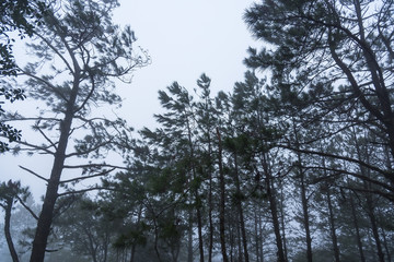Obraz premium Pine forest in the mist.Thailand.