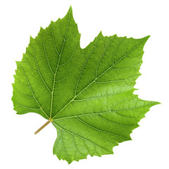 Grape leaf, isolated on white background, clipping path, full depth of field