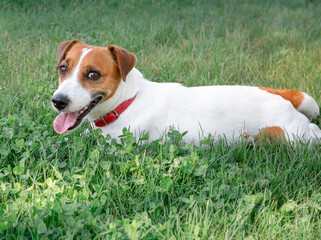 Purebred dog Jack Russell Terrier lying on a green lawn. Happy resting pet.