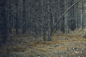 Dry trees covered with gray moss and lichen in the dark ominous forest. Fairy grey forest with dry branches and yellow moss .