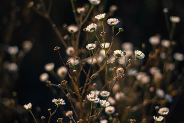 Chamomile pharmacy in the rays of the sunset in the autumn close-up. Chamomile field in Golden sunlight.
