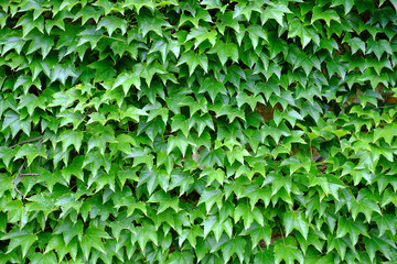 Gewöhnlicher Efeu als Kletterpflanze an einem Haus
