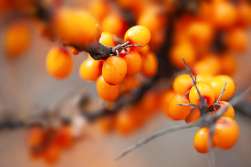 Ripe sea buckthorn berries on the branch. Macto image, shallow depth of field