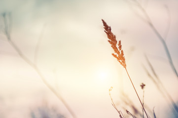 Autumn dry grasses in a field at sunset. Blurred nature background, vintage filter