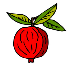 red apple on a branch with leaves. A collection of elements drawn by hand. Isolate on white.