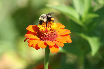 bee on flower