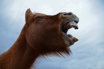 Funny and crazy Icelandic horse. the dark blue Icelandic sky