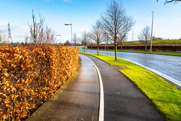 Pedestrian and cycle path lined with a hedge and bare trees on a sunny winter day. Tranquil scene.