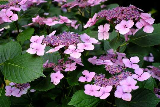 Pr&auml;chtige Bl&uuml;ten einer Tellerhortensie