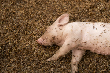 Newborn piglet lying on floor in organic rural farm agricultural