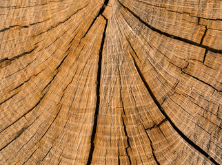 Death of an old tree. The texture of the tree in the stump. Cut Log Ends dry cracked wood.	