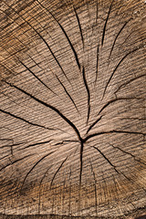 Fototapeta premium Death of an old tree. The texture of the tree in the stump. Cut Log Ends dry cracked wood. 