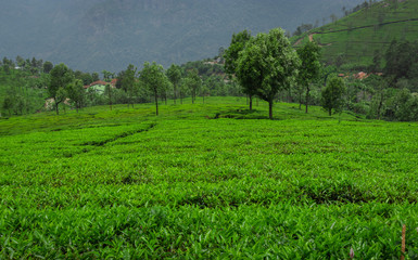 Tea gardens in the foothills of western ghat