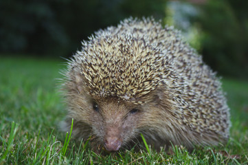 Igel im Garten © Martina